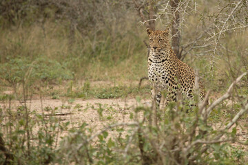 Leopard / Leopard / Panthera pardus.