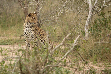 Leopard / Leopard / Panthera pardus.