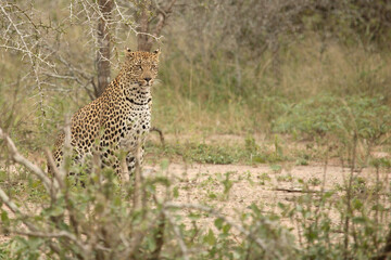 Leopard / Leopard / Panthera pardus.