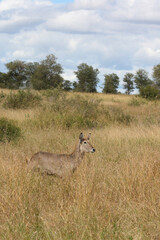 Wasserbock / Waterbuck / Kobus ellipsiprymnus