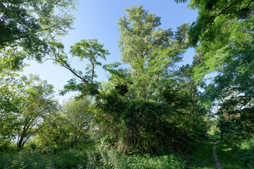 Fototapeta premium hiking path of Menards Loire river bank