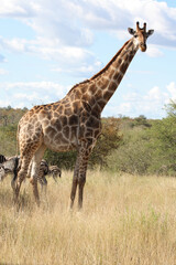 Giraffe / Giraffe / Giraffa Camelopardalis