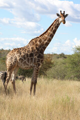 Giraffe / Giraffe / Giraffa Camelopardalis