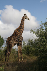 Giraffe / Giraffe / Giraffa Camelopardalis