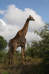 Giraffe / Giraffe / Giraffa Camelopardalis