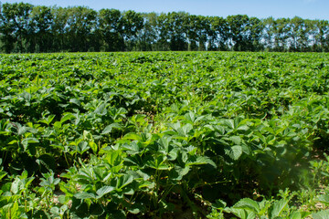 Fototapeta na wymiar View of rows of flowering strawberry plants in the farm landscape. Smart agriculture, farm, .