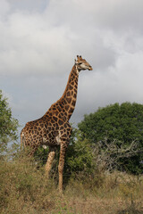 Fototapeta premium Giraffe / Giraffe / Giraffa Camelopardalis