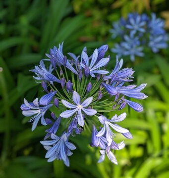 blue flowers in the garden