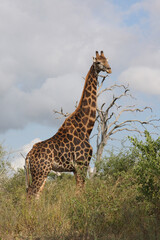 Giraffe / Giraffe / Giraffa Camelopardalis