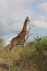 Giraffe / Giraffe / Giraffa Camelopardalis