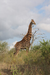 Giraffe / Giraffe / Giraffa Camelopardalis