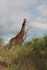 Fototapeta premium Giraffe / Giraffe / Giraffa Camelopardalis