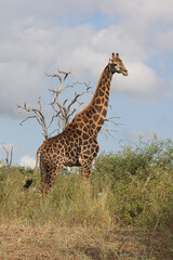 Giraffe / Giraffe / Giraffa Camelopardalis