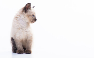 Small kitten Siamese Thai breed. A cat with blue eyes and a beige color. Isolated on white...