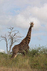 Giraffe / Giraffe / Giraffa Camelopardalis