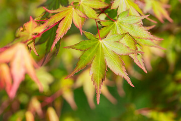 Green spring leaves of Amur Maple tree. Japanese maple acer japonicum leaves on a natural background.