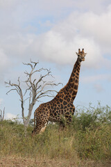 Giraffe / Giraffe / Giraffa Camelopardalis