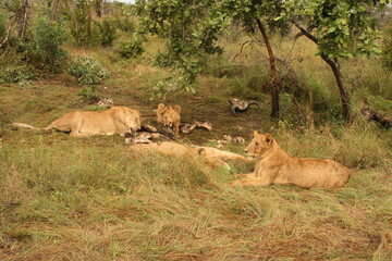 Afrikanischer Löwe / African Lion / Panthera Leo.