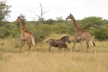 Giraffe und Steppenzebra / Giraffe and Burchell's zebra / Giraffa Camelopardalis et Equus burchellii