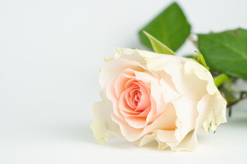 Beautiful pink rose flower with white background and copy space