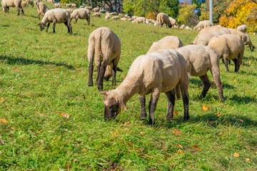 Obraz na płótnie Canvas Freshly shorn sheep graze in a meadow