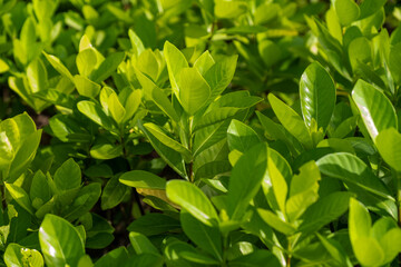 Green leaf in the Garden