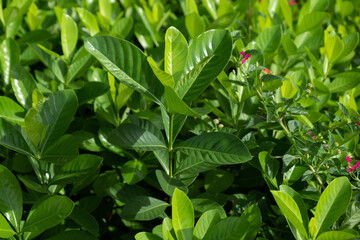 Green leaf in the Garden