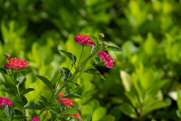 Pink flower in the garden