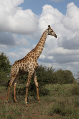 Giraffe / Giraffe / Giraffa Camelopardalis