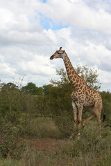 Giraffe / Giraffe / Giraffa Camelopardalis