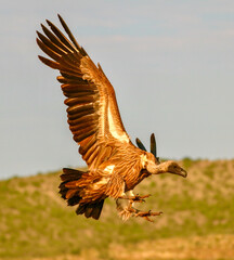 Cape Vulture 