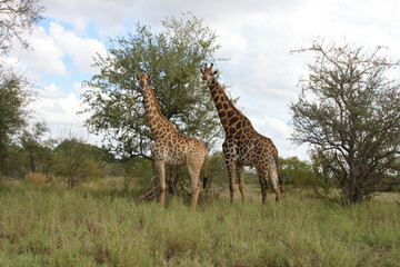 Giraffe / Giraffe / Giraffa Camelopardalis