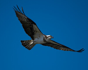 osprey in flight