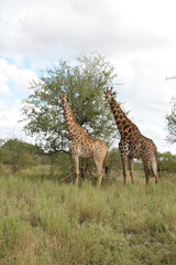 Giraffe / Giraffe / Giraffa Camelopardalis