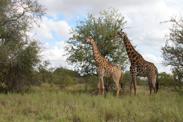 Giraffe / Giraffe / Giraffa Camelopardalis