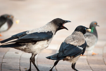 crows in the park
