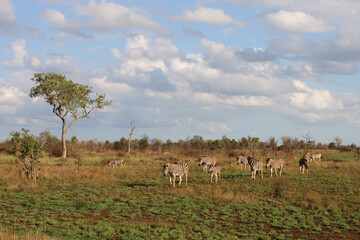 Steppenzebra / Burchell's zebra / Equus burchellii.