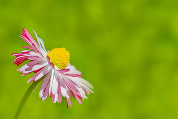 Obraz premium Pink Daisy Gerbera on green background spring