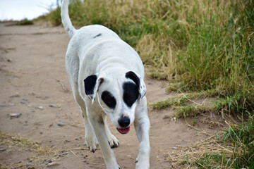 Hund wei&szlig; mit schwarzen Flecken