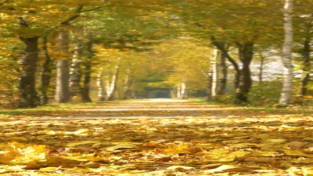 SLOW MOTION, LOW ANGLE, CLOSE UP, VERTICAL, DOF: Gorgeous golden tree leaves covering the asphalt path rustle in the gentle autumn wind. Scenic shot of a picturesque avenue on a perfect day in fall.