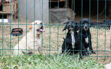 Small black dogs and brown shar pei puppy in cage