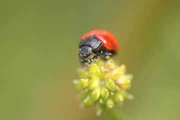 Red and black insect