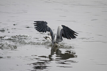 Heron catches a fish