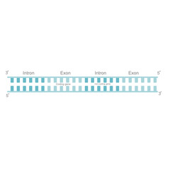 The picture of DNA strand or premature RNA before post-transcription modification: splicing that including Exon (coding region) and Intron (non-coding region)