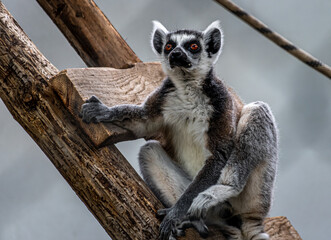 lemur on a tree