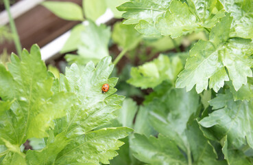 Ladybug on celery leaf. Top view of ladybug on celery plants in a garden vegetable planter. Beneficial insect for aphid control. Also known as ladybird, lady beetle or Coccinellidae. Select focus.