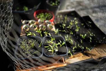 Seedlings on compost in pots in Australia 