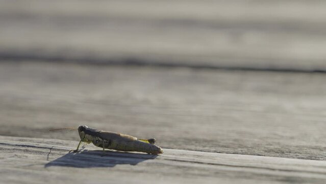 Close up slow motion view of cricket crawling across a brown plank
