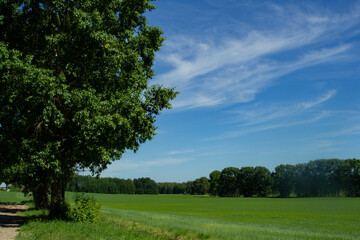 A beautiful tree on the edge of the field. Summer landscape