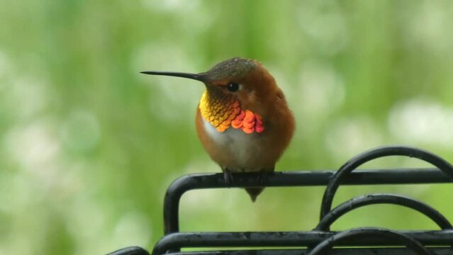 Hummingbird Rufous Close Up Water Drops on Head, Sheltered from Rain Fans Feathers Out to Dry, Flies Away